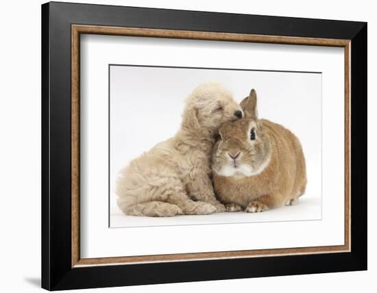 Bichon Frise Cross Yorkshire Terrier Puppy, 6 Weeks, Asleep on Netherland Dwarf Cross Rabbit-Mark Taylor-Framed Photographic Print