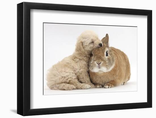 Bichon Frise Cross Yorkshire Terrier Puppy, 6 Weeks, Asleep on Netherland Dwarf Cross Rabbit-Mark Taylor-Framed Photographic Print