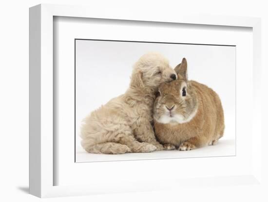 Bichon Frise Cross Yorkshire Terrier Puppy, 6 Weeks, Asleep on Netherland Dwarf Cross Rabbit-Mark Taylor-Framed Photographic Print