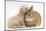 Bichon Frise Cross Yorkshire Terrier Puppy, 6 Weeks, Asleep on Netherland Dwarf Cross Rabbit-Mark Taylor-Mounted Photographic Print