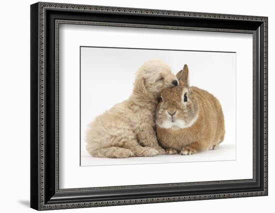 Bichon Frise Cross Yorkshire Terrier Puppy, 6 Weeks, Asleep on Netherland Dwarf Cross Rabbit-Mark Taylor-Framed Photographic Print