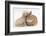 Bichon Frise Cross Yorkshire Terrier Puppy, 6 Weeks, Asleep on Netherland Dwarf Cross Rabbit-Mark Taylor-Framed Photographic Print