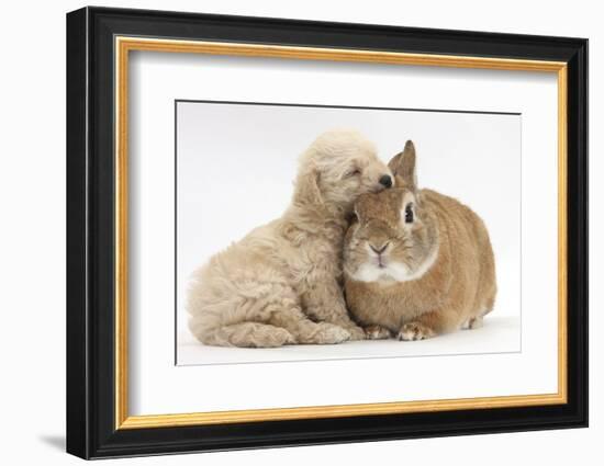 Bichon Frise Cross Yorkshire Terrier Puppy, 6 Weeks, Asleep on Netherland Dwarf Cross Rabbit-Mark Taylor-Framed Photographic Print