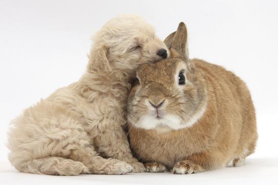 bichon frise cross yorkshire terrier puppy 6 weeks asleep on netherland dwarf cross rabbit by mark taylor