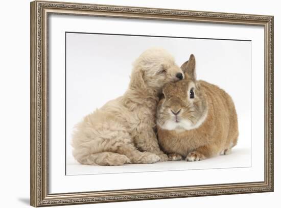 Bichon Frise Cross Yorkshire Terrier Puppy, 6 Weeks, Asleep on Netherland Dwarf Cross Rabbit-Mark Taylor-Framed Photographic Print