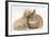 Bichon Frise Cross Yorkshire Terrier Puppy, 6 Weeks, Asleep on Netherland Dwarf Cross Rabbit-Mark Taylor-Framed Photographic Print