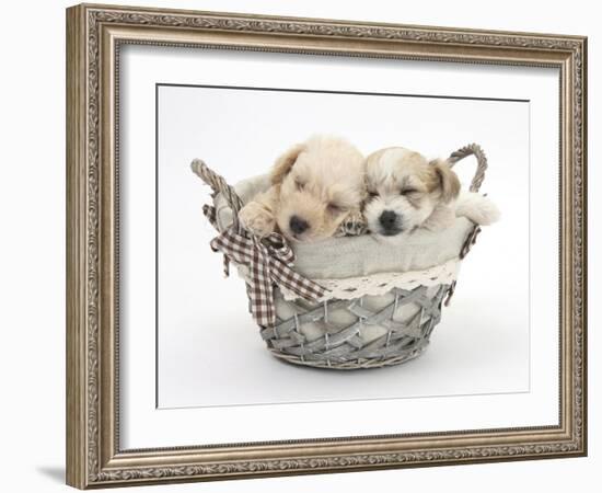 Bichon Frise Cross Yorkshire Terrier Pups, 6 Weeks, Asleep in a Basket-Mark Taylor-Framed Photographic Print