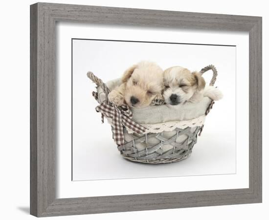 Bichon Frise Cross Yorkshire Terrier Pups, 6 Weeks, Asleep in a Basket-Mark Taylor-Framed Photographic Print