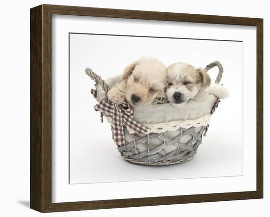 Bichon Frise Cross Yorkshire Terrier Pups, 6 Weeks, Asleep in a Basket-Mark Taylor-Framed Photographic Print