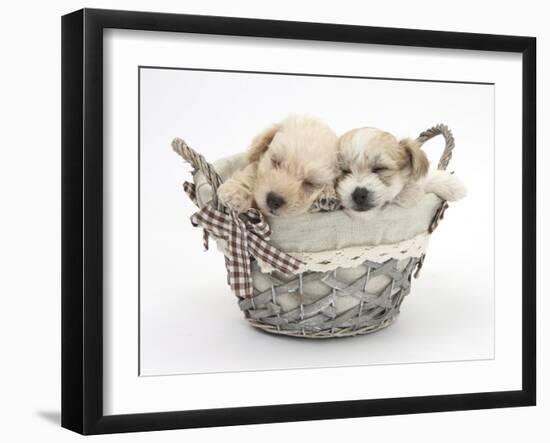 Bichon Frise Cross Yorkshire Terrier Pups, 6 Weeks, Asleep in a Basket-Mark Taylor-Framed Photographic Print