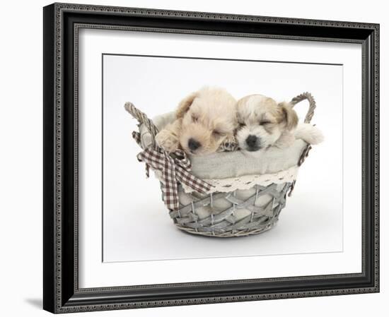 Bichon Frise Cross Yorkshire Terrier Pups, 6 Weeks, Asleep in a Basket-Mark Taylor-Framed Photographic Print