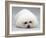 Bichon Frise Lying Down, Chin on Floor-Jane Burton-Framed Photographic Print