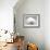 Bichon Frise Lying Down, Chin on Floor-Jane Burton-Framed Photographic Print displayed on a wall