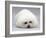 Bichon Frise Lying Down, Chin on Floor-Jane Burton-Framed Photographic Print