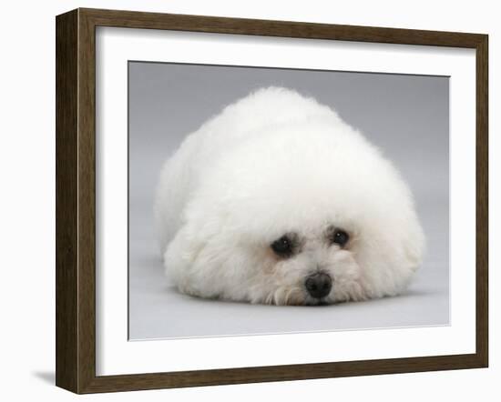 Bichon Frise Lying Down, Chin on Floor-Jane Burton-Framed Photographic Print