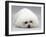 Bichon Frise Lying Down, Chin on Floor-Jane Burton-Framed Photographic Print