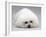 Bichon Frise Lying Down, Chin on Floor-Jane Burton-Framed Photographic Print