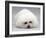 Bichon Frise Lying Down, Chin on Floor-Jane Burton-Framed Photographic Print