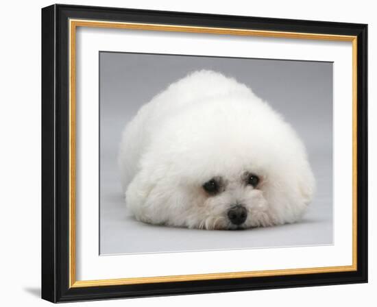 Bichon Frise Lying Down, Chin on Floor-Jane Burton-Framed Photographic Print