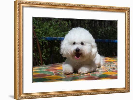 Bichon Frise on Colorful Tile Table Top-Zandria Muench Beraldo-Framed Photographic Print