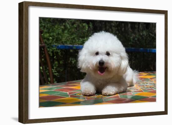Bichon Frise on Colorful Tile Table Top-Zandria Muench Beraldo-Framed Photographic Print