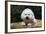 Bichon Frise on Colorful Tile Table Top-Zandria Muench Beraldo-Framed Photographic Print