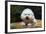 Bichon Frise on Colorful Tile Table Top-Zandria Muench Beraldo-Framed Photographic Print