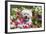 Bichon Frise Sitting in Flowers-Zandria Muench Beraldo-Framed Photographic Print