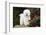 Bichon frise standing on rock, Connecticut, USA-Lynn M. Stone-Framed Photographic Print