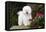 Bichon frise standing on rock, Connecticut, USA-Lynn M. Stone-Framed Premier Image Canvas