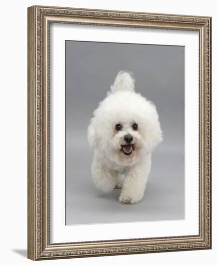 Bichon Frise Walking Forward-Jane Burton-Framed Photographic Print