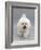 Bichon Frise Walking Forward-Jane Burton-Framed Photographic Print