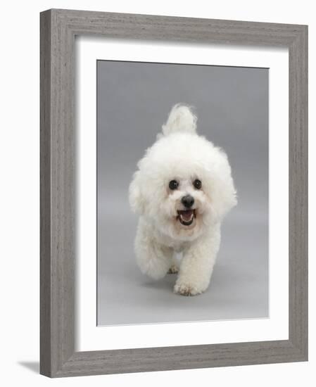 Bichon Frise Walking Forward-Jane Burton-Framed Photographic Print