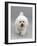 Bichon Frise Walking Forward-Jane Burton-Framed Photographic Print