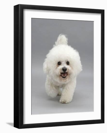 Bichon Frise Walking Forward-Jane Burton-Framed Photographic Print