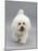 Bichon Frise Walking Forward-Jane Burton-Mounted Photographic Print