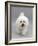 Bichon Frise Walking Forward-Jane Burton-Framed Photographic Print