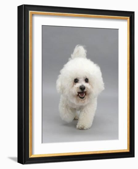 Bichon Frise Walking Forward-Jane Burton-Framed Photographic Print