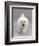 Bichon Frise Walking Forward-Jane Burton-Framed Photographic Print