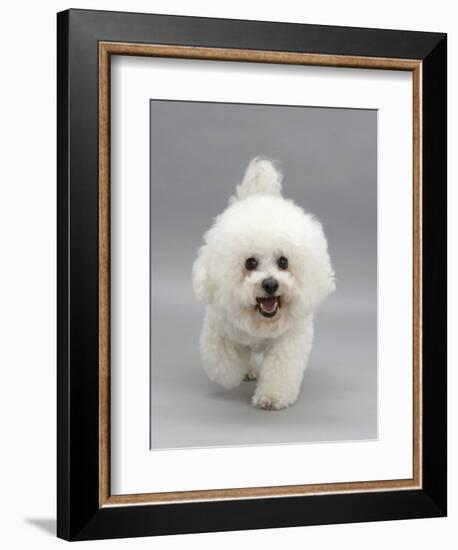 Bichon Frise Walking Forward-Jane Burton-Framed Photographic Print