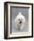 Bichon Frise Walking Forward-Jane Burton-Framed Photographic Print