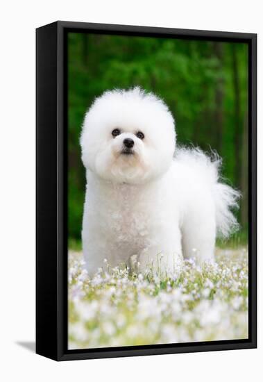 Bichon frisedog standing among spring flowers-Lynn M. Stone-Framed Premier Image Canvas