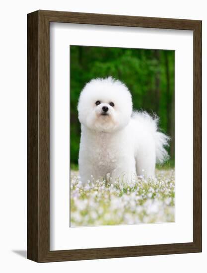 Bichon frisedog standing among spring flowers-Lynn M. Stone-Framed Photographic Print