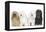 Bichon Havanais, Bichon Frise-null-Framed Premier Image Canvas