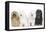 Bichon Havanais, Bichon Frise-null-Framed Premier Image Canvas