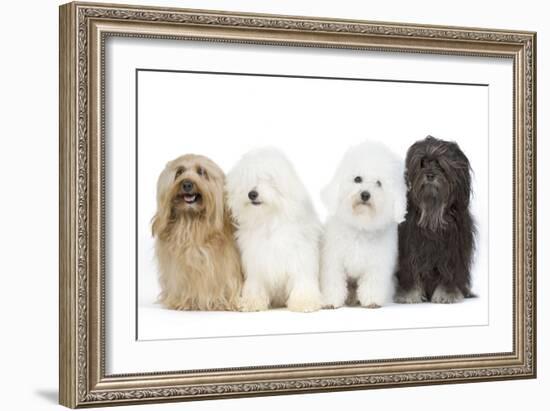 Bichon Havanais, Bichon Frise-null-Framed Photographic Print