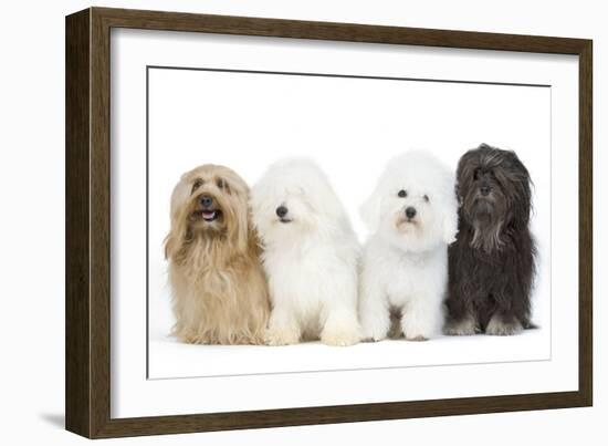 Bichon Havanais, Bichon Frise-null-Framed Photographic Print