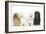 Bichon Havanais, Bichon Frise-null-Framed Photographic Print