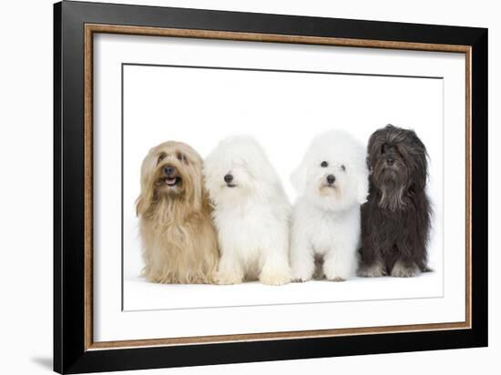 Bichon Havanais, Bichon Frise-null-Framed Photographic Print