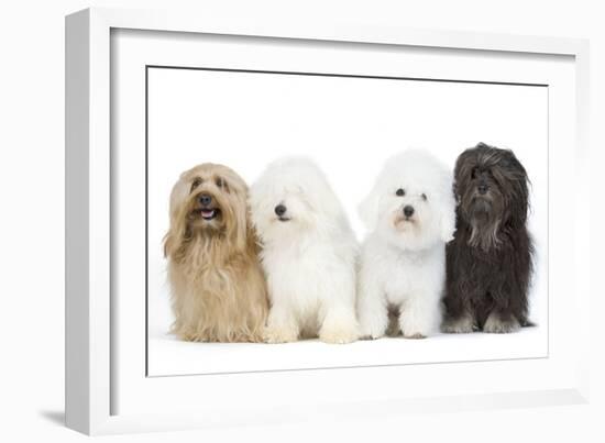 Bichon Havanais, Bichon Frise-null-Framed Photographic Print